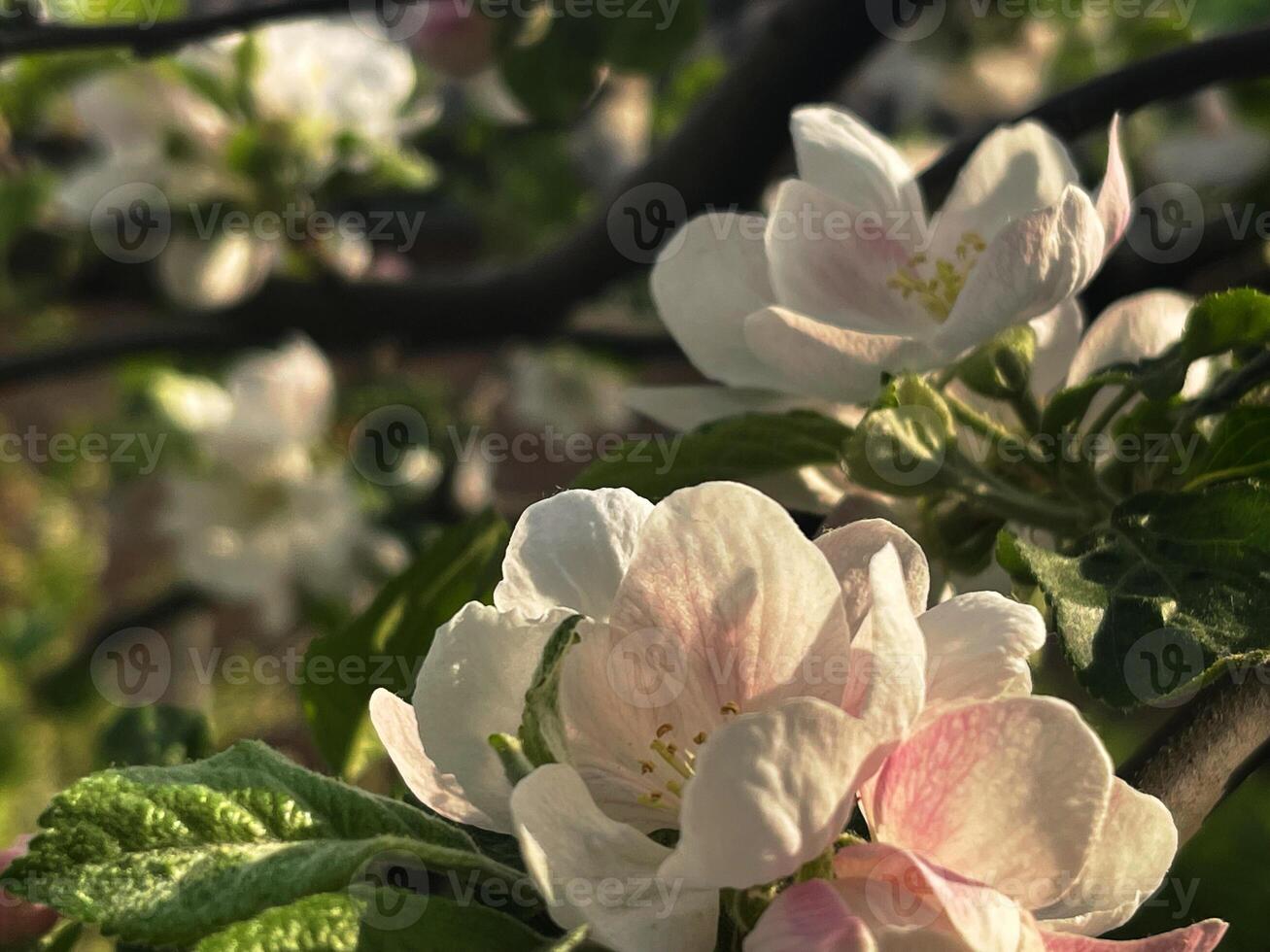 Delicate Apple Blossoms in Bloom Featuring White and Pink Petals with Green Leaves photo