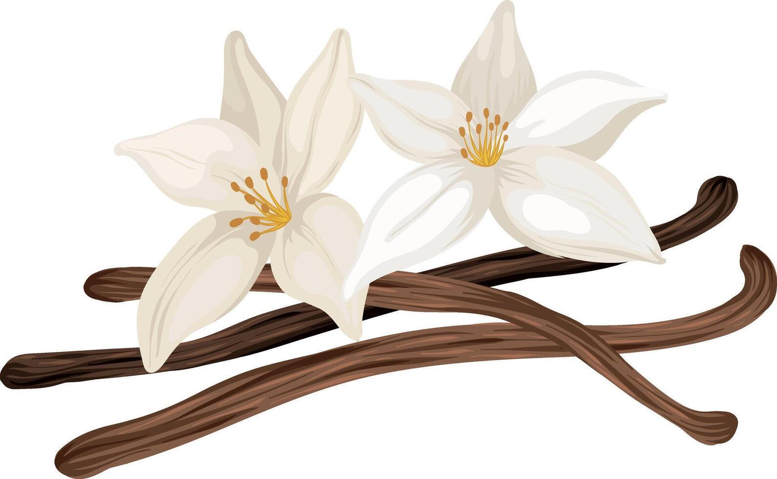 Realistic Vanilla Flowers and Beans vector