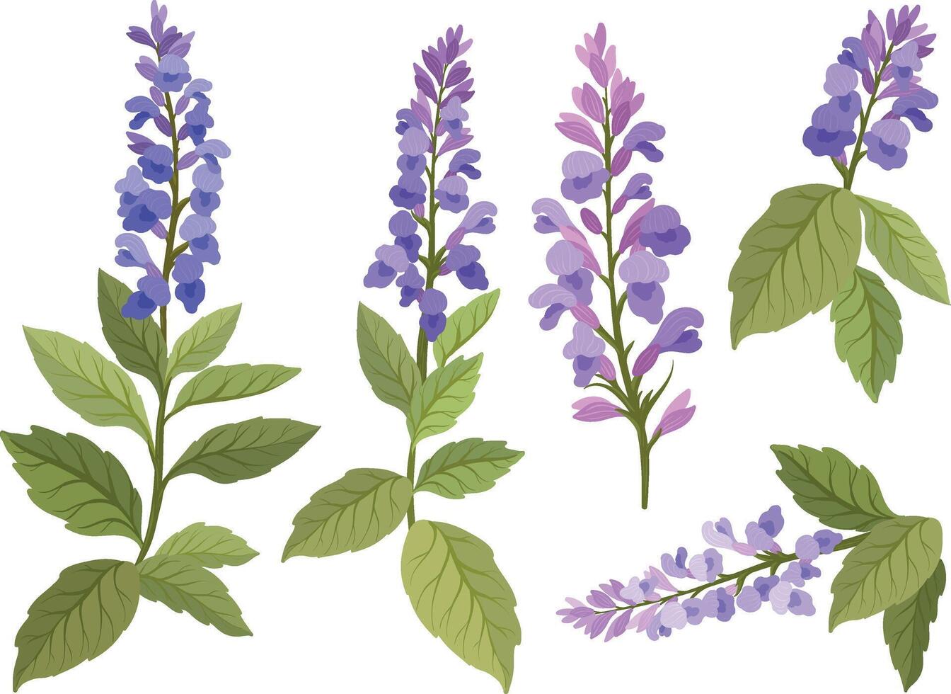 Clary sage Salvia sclarea, medicinal plant set vector