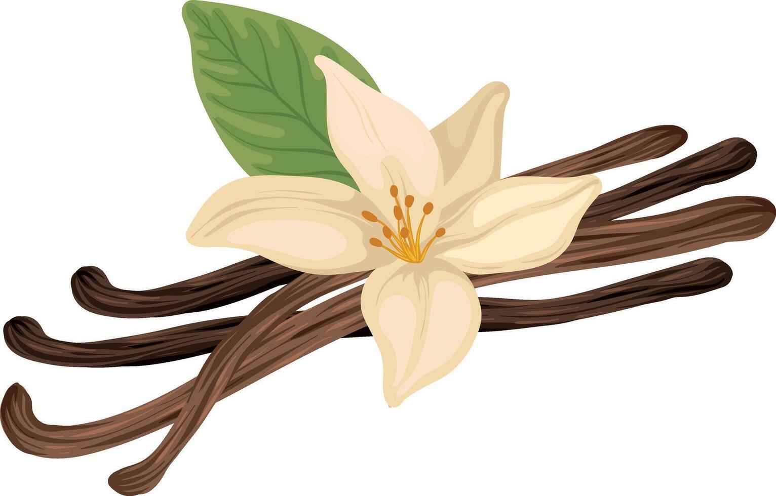 Realistic Vanilla Flower and Beans vector