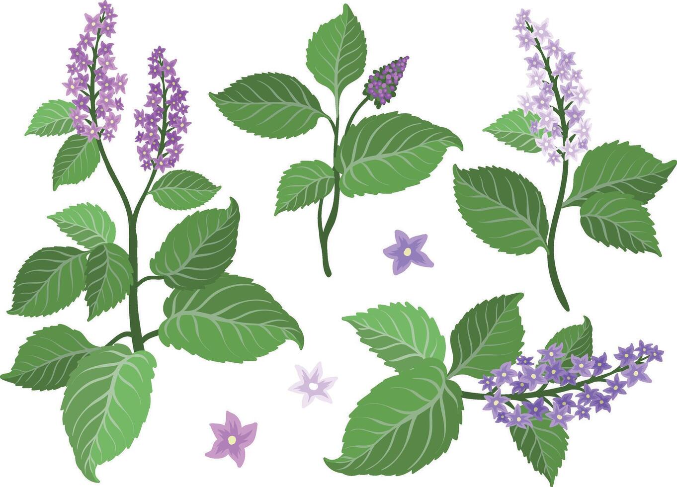 Patchouli flowers set. A base note in perfumery. Plant aromatic flowers vector