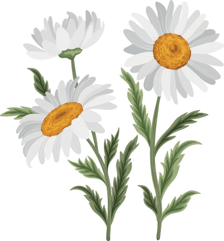 chamomile flowers on white background. vector