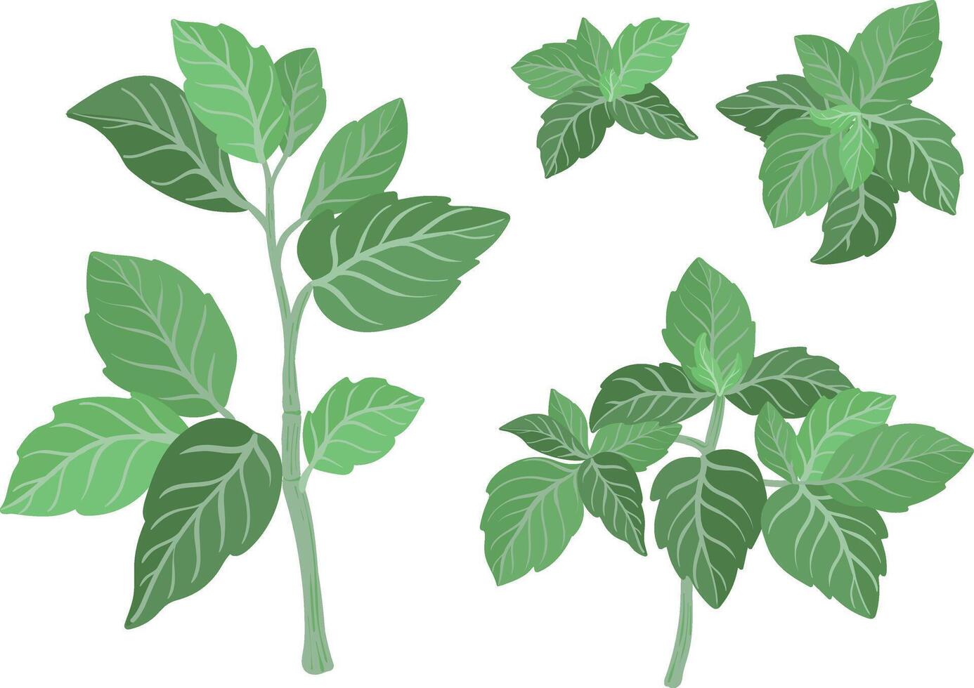 Basil fresh sprig plants illustration isolated vector