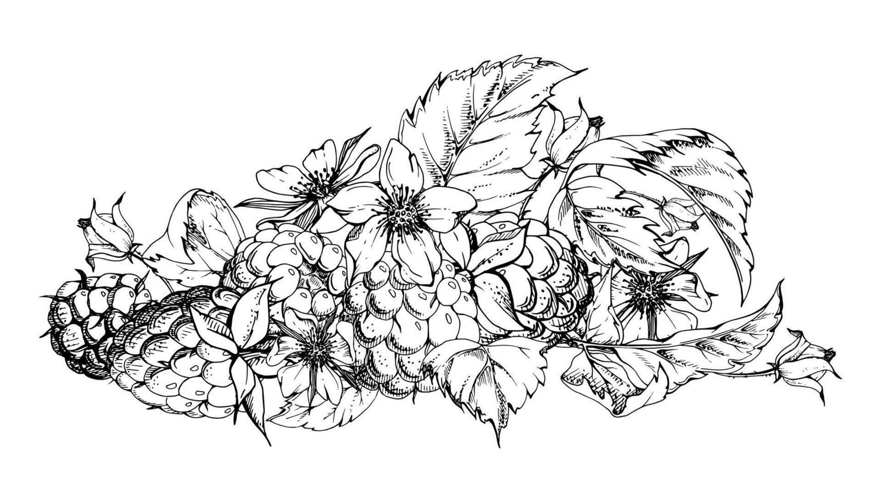 Raspberry berries, leaves, flower buds asymmetrical heap bunch cluster group, hand drawn in ink, ripe forest garden dewberry. Isolated botanical illustration. Dessert, farmers market grocery vector