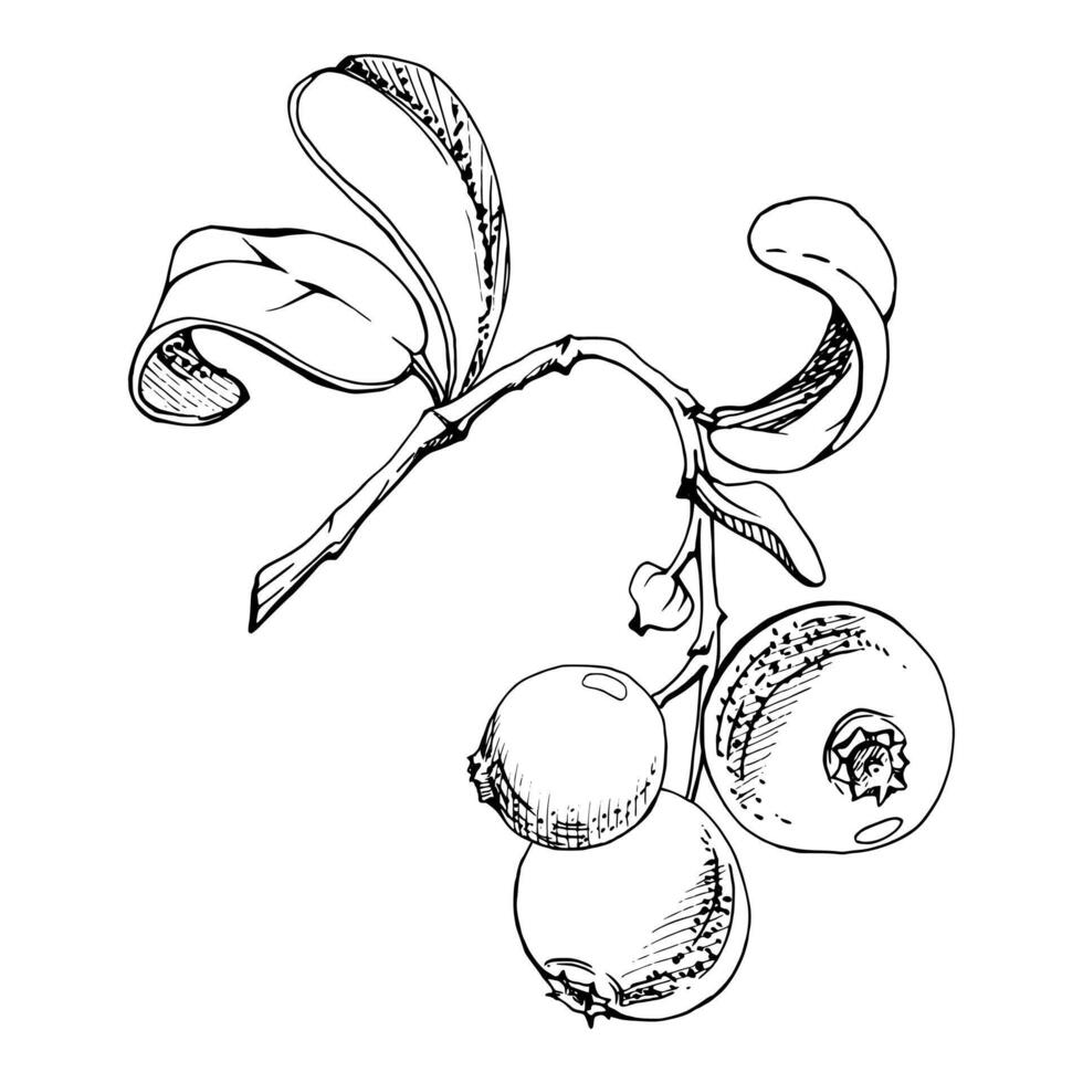 Lingonberry cranberry on branch with green leaves, ripe forest berry bearberry teaberry wintergreen cluster group, hand drawn in ink. Isolated botanical illustration, for farmers market menu vector