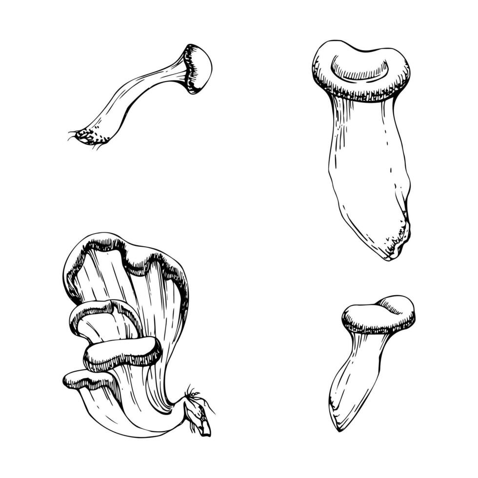 Oyster mushroom fungus. Single element hand drawn in ink. Pleurotus hiratake shoehorn. Autumn forest harvest, edible raw ingredient for vegan cooking. Seasonal branding, wild food market signs vector