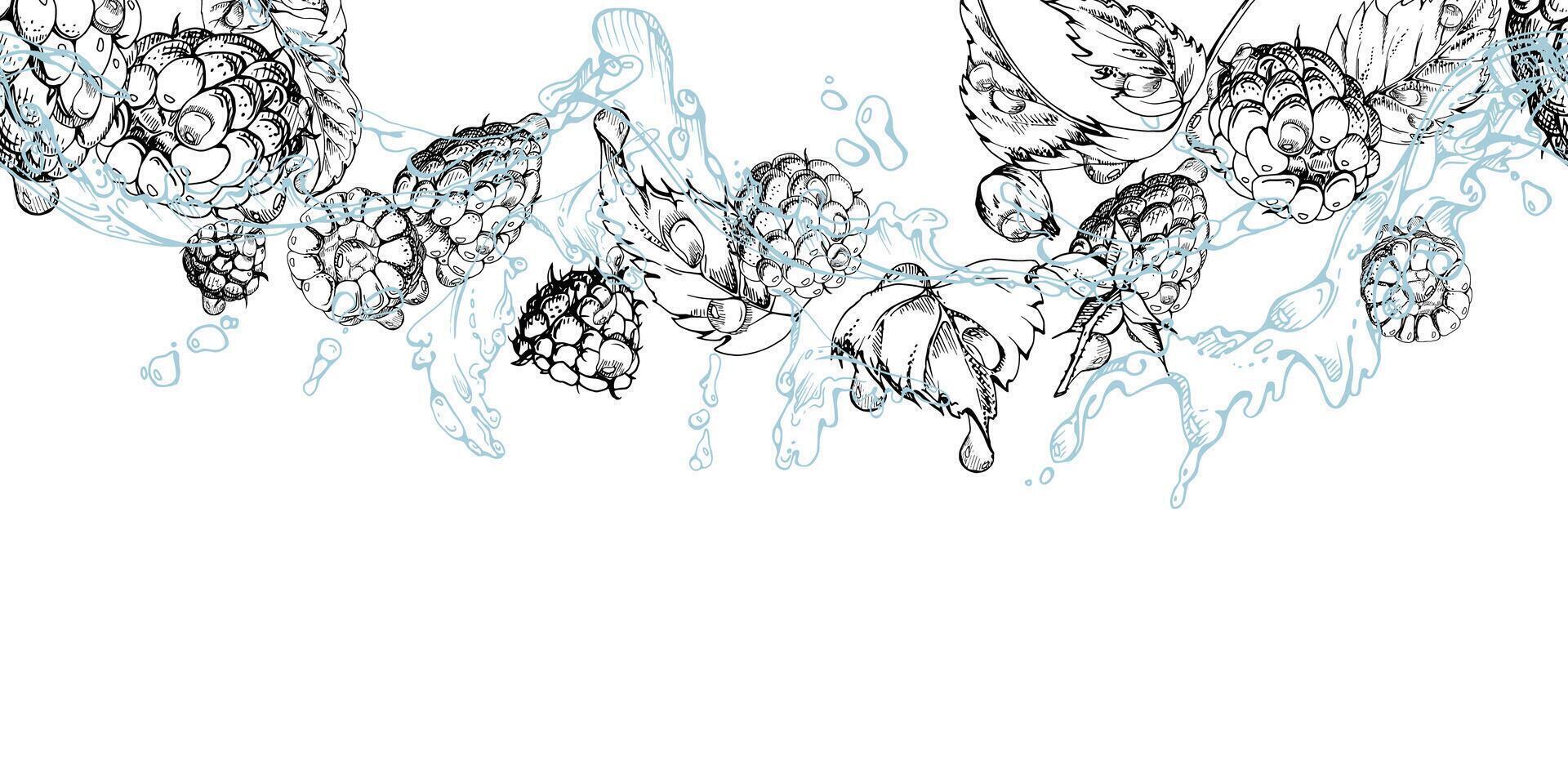 Raspberry flying in water splash with leaves, dew drops hand drawn in ink. Ripe summer garden forest berry loganberry mulberry. Isolated seamless banner. Home preserves, stationery, recipe book vector