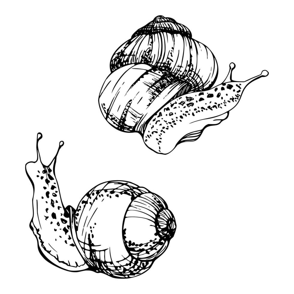 Snail shelled gastropod mollusc slug, slow moving animal. Single element isolated illustration hand drawn in ink. Nature educational posters cards, gardening calendars guides, aquarium shops vector