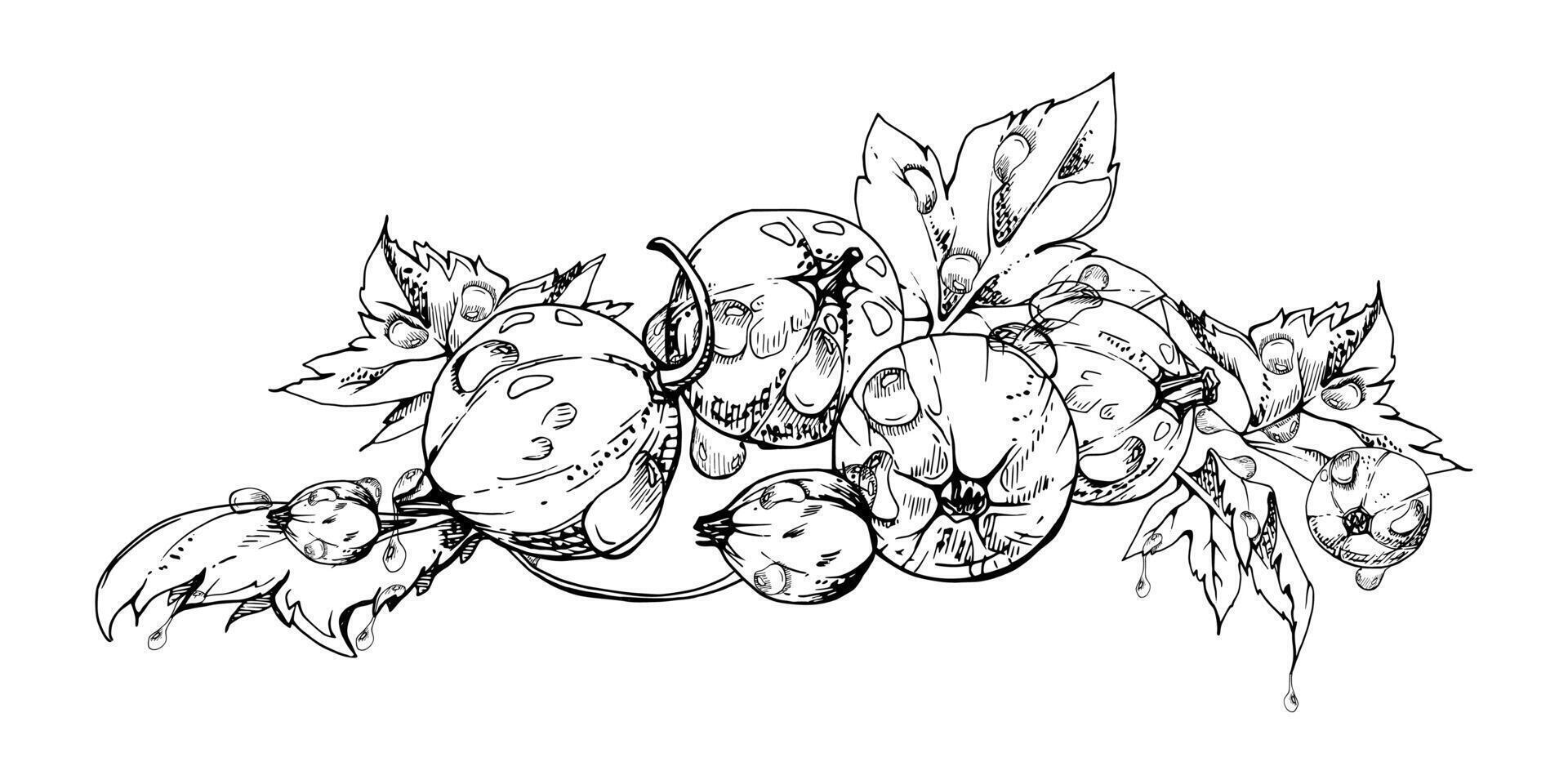 Currant gooseberry leaves heap bunch, ripe garden berry huckleberry juneberry casseille jostaberry. Isolated botanical illustration, ink hand drawn. For restaurant, cafe menu, farmers market vector