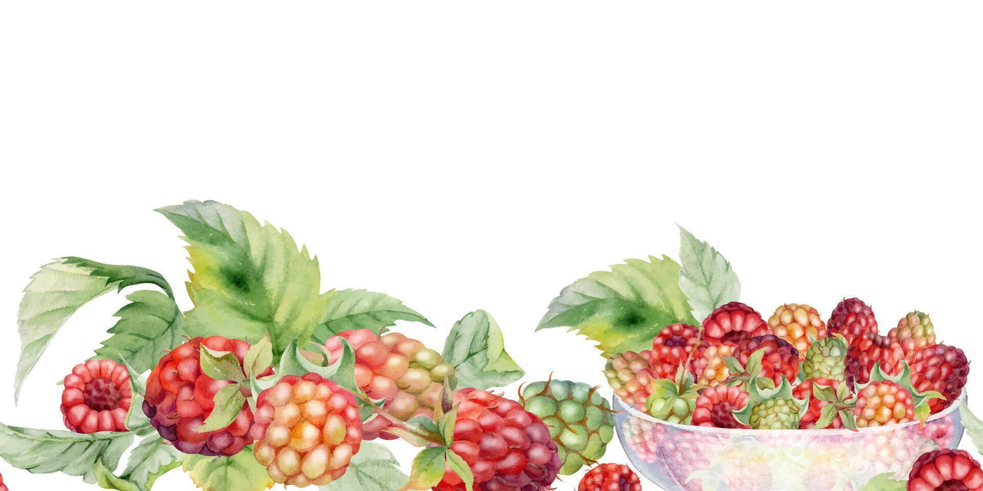 Raspberry ripe berries with leaves served in glass bowls, hand drawn in watercolor, scattered picked harvest. Isolated seamless banner. Dessert cafe menu, cookbook, craft farmers market, gardening eco vector