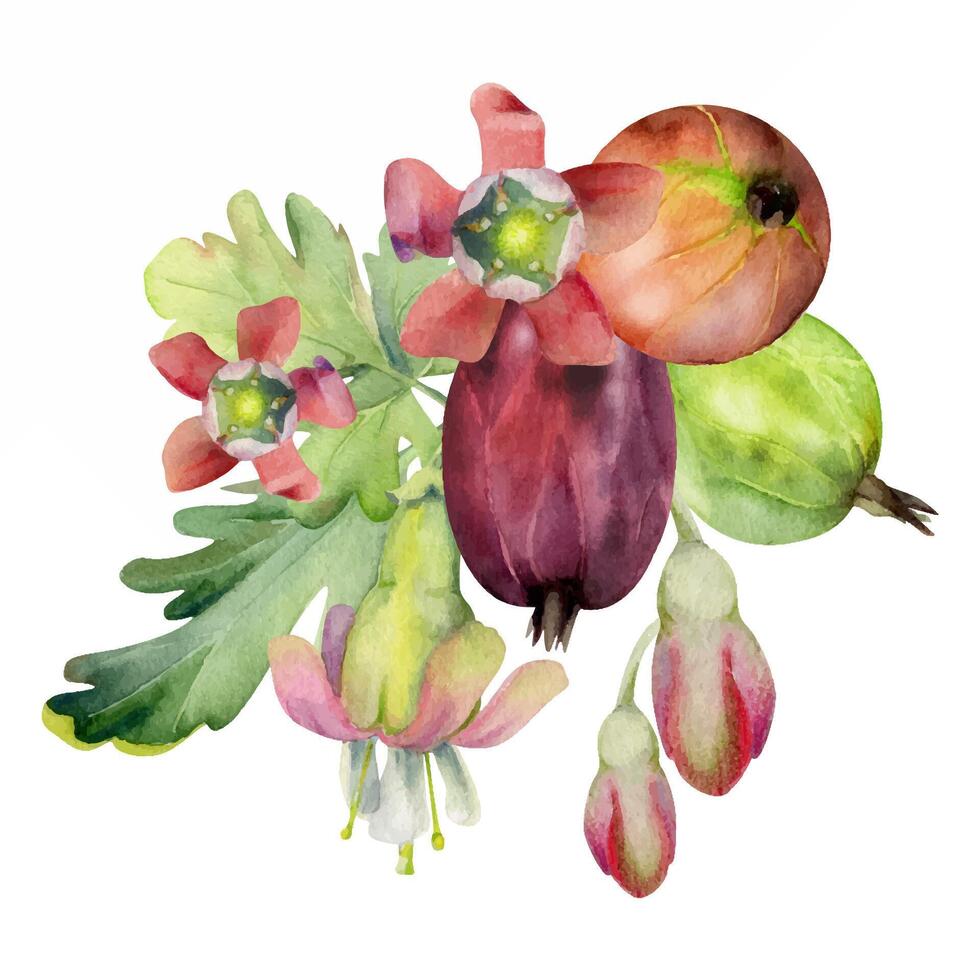 Gooseberry bell flower buds leaves, ripe garden berries Currant casseille huckleberry jostaberry, hand drawn in watercolor. Isolated boutonniere illustration. For wedding stationery, farmers market vector