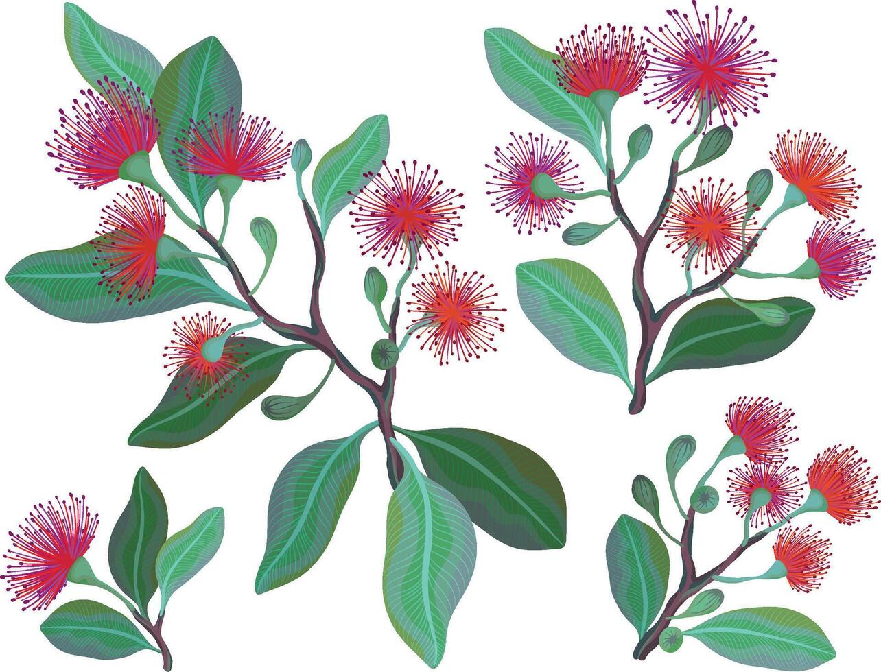A vibrant illustration featuring green leafy branches with bright red and purple fluffy eucalyptus flowers vector