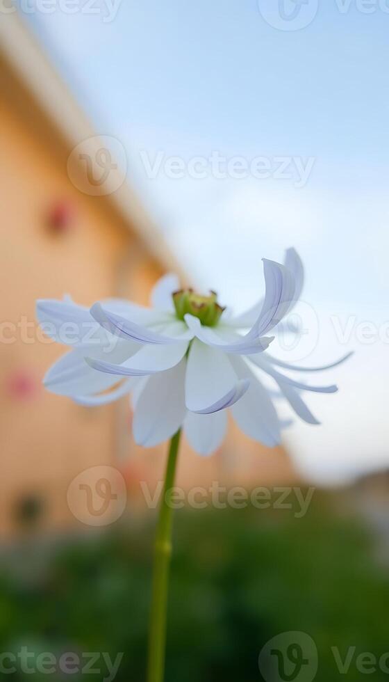 single white flower in front of a building photo