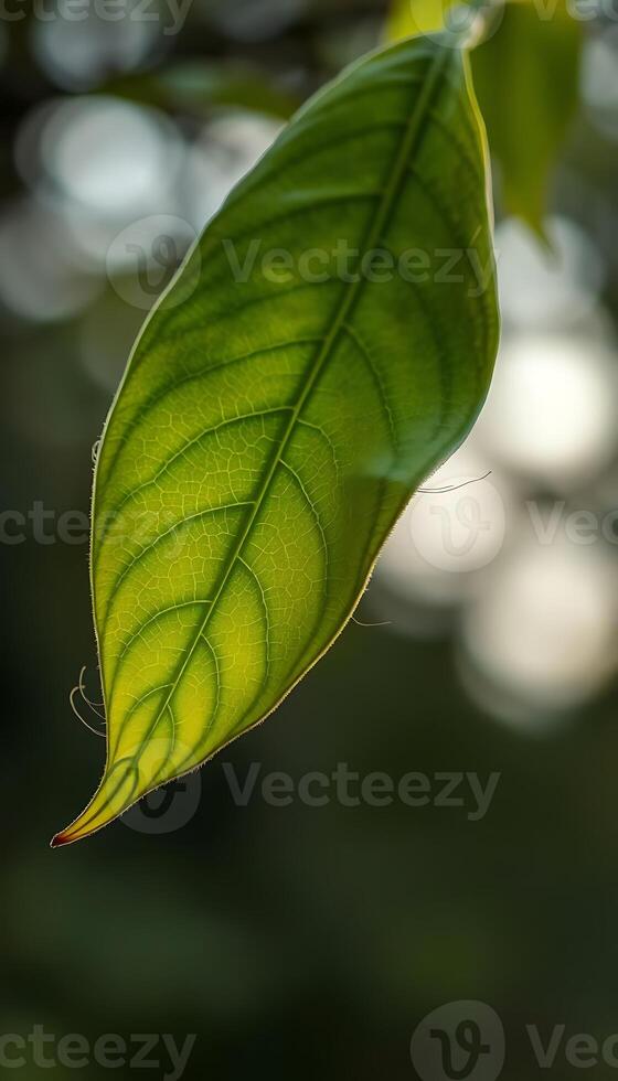 close up of a green leaf on a tree photo