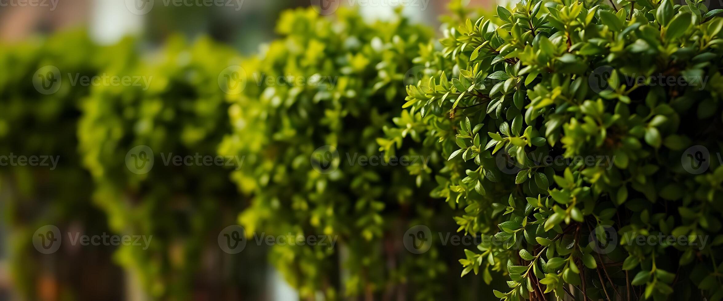 row of green bushes in front of a building photo
