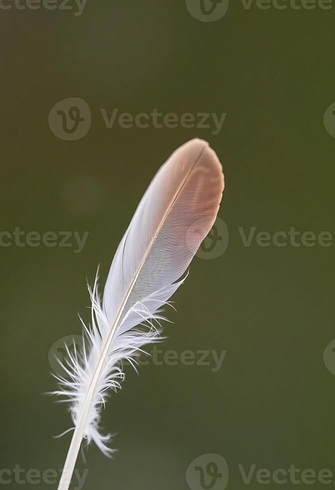 single white feather on a green background photo