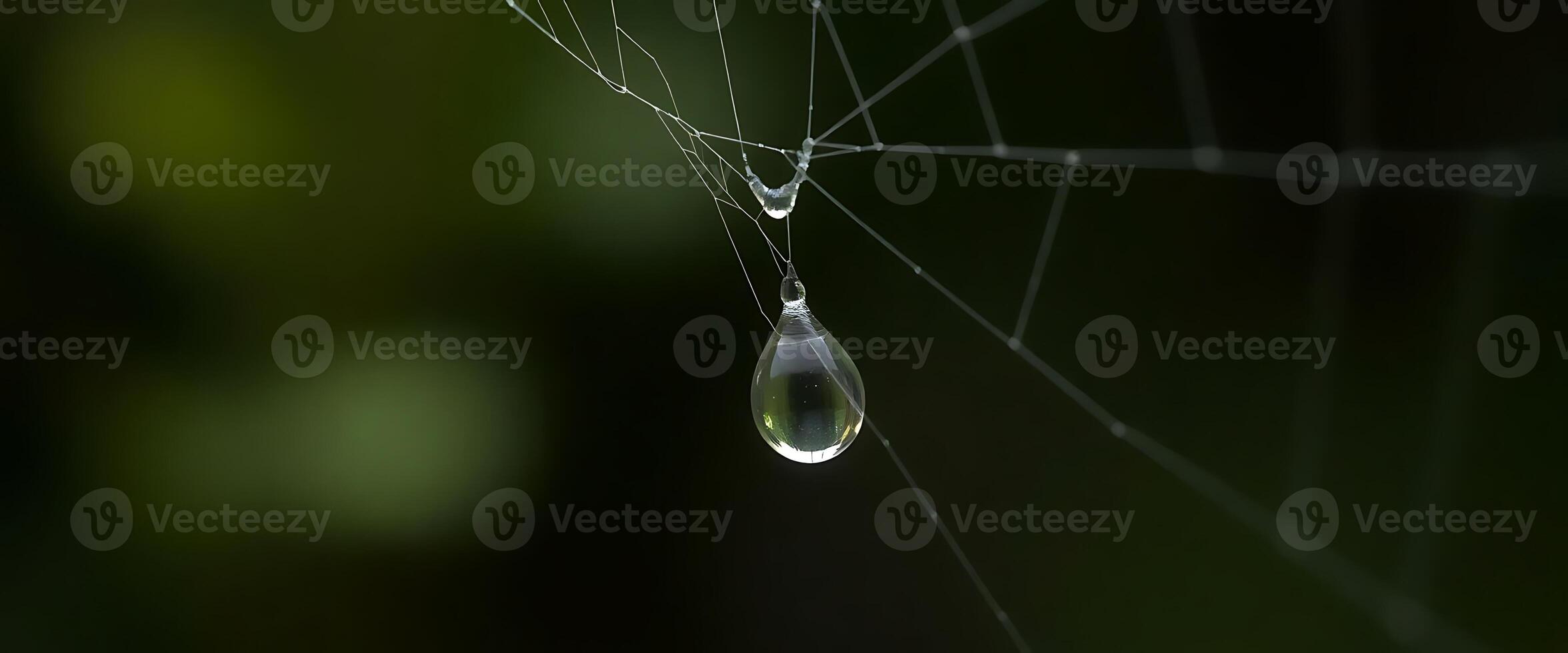 drop of water hanging from a spider's web photo