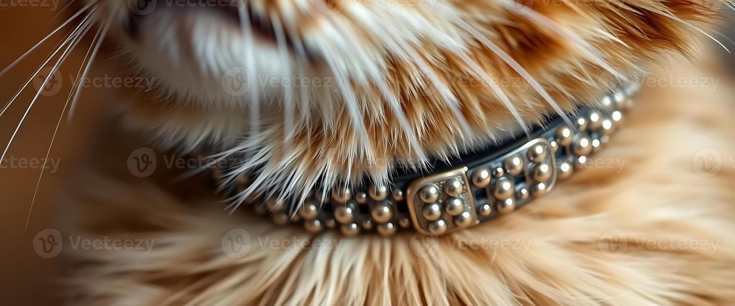 close up of a cat's fur with a collar photo