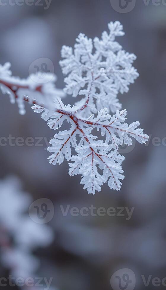 close up of a snow covered branch photo