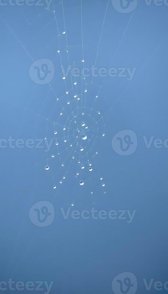A spider web with many small white dots in it photo