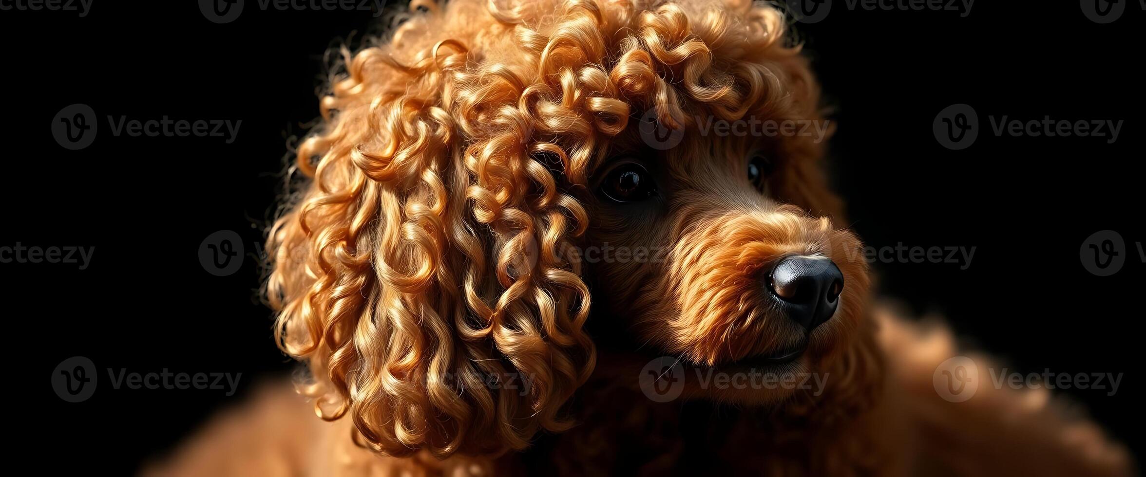 A poodle dog with curly hair on a black background photo