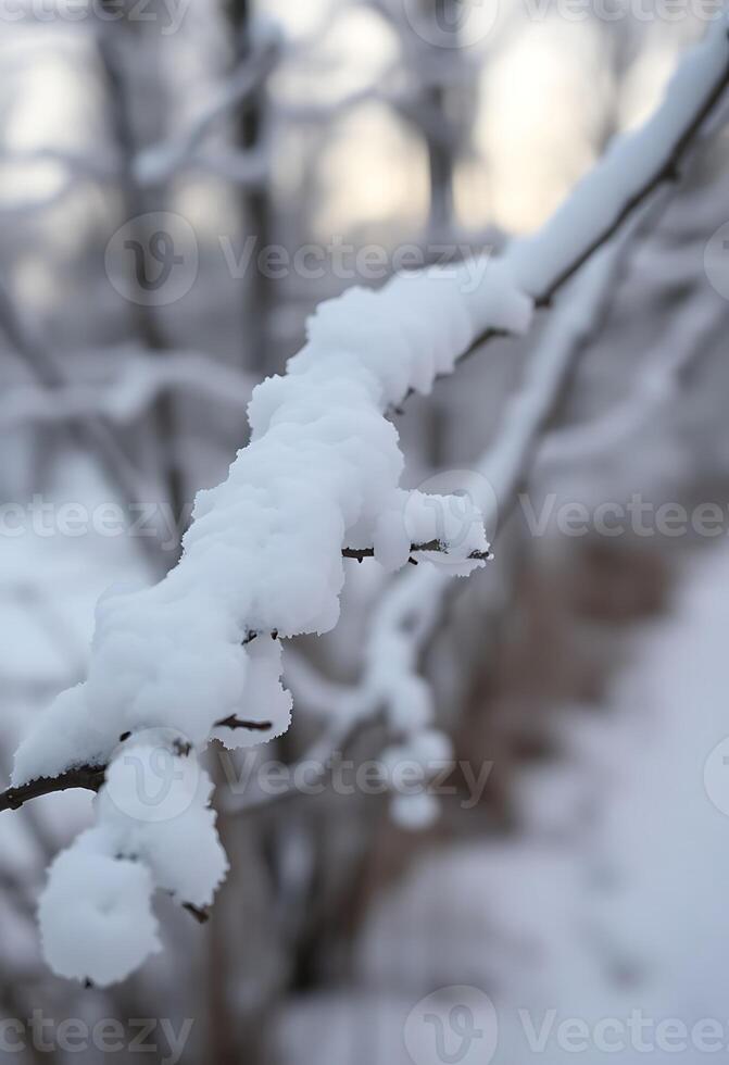 branch covered in snow next to a forest photo
