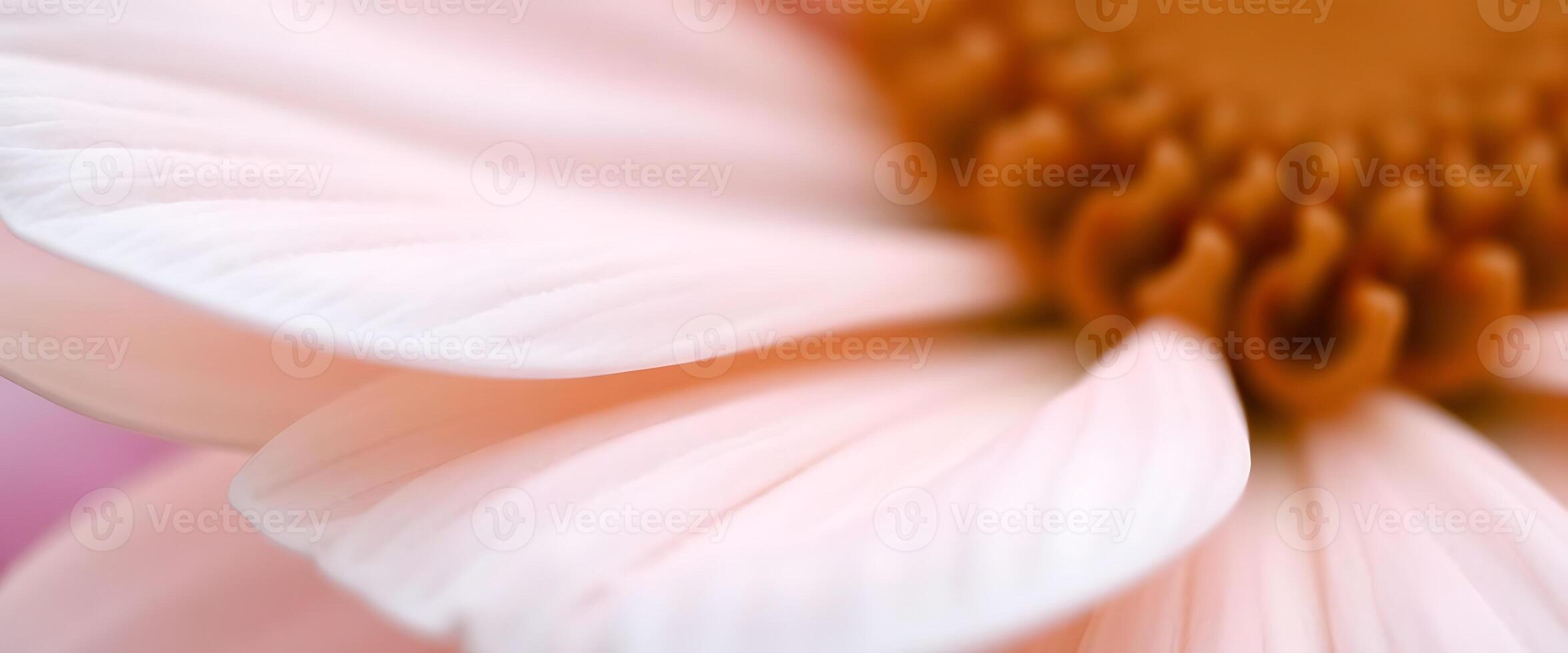 A close up of a pink flower with a white center photo