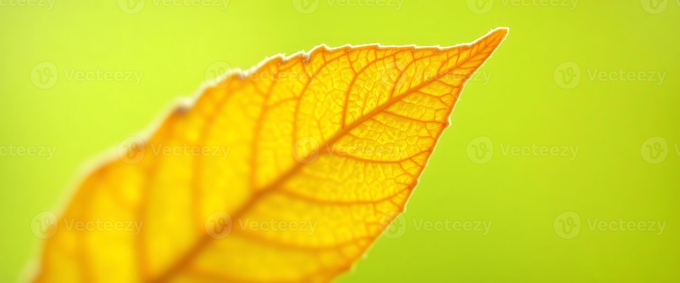close up of a yellow leaf on a green background photo