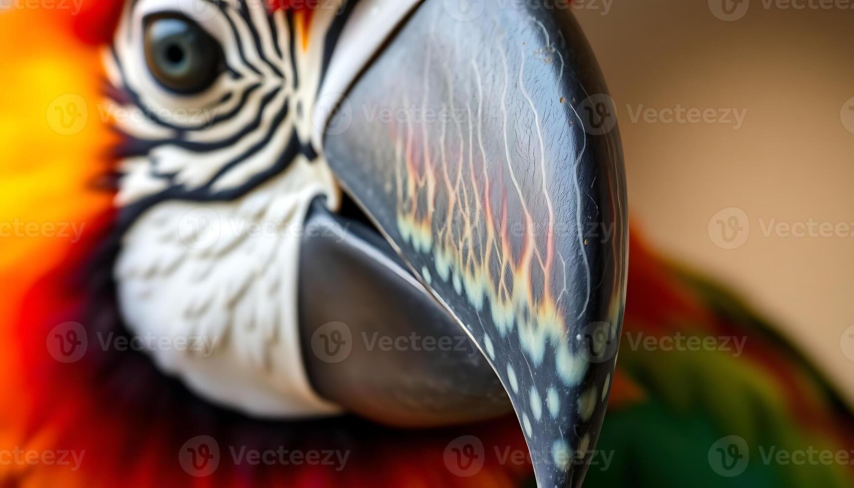 A close up of a colorful parrot photo