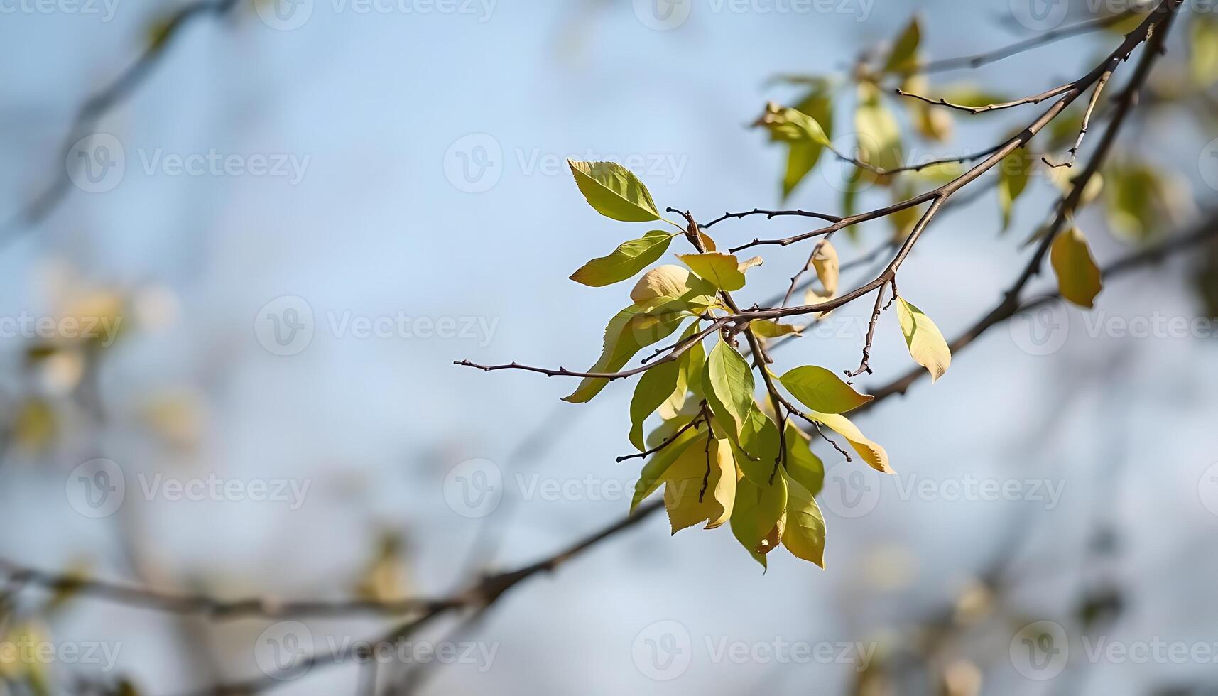 A branch with leaves on it in front of a blue sky photo