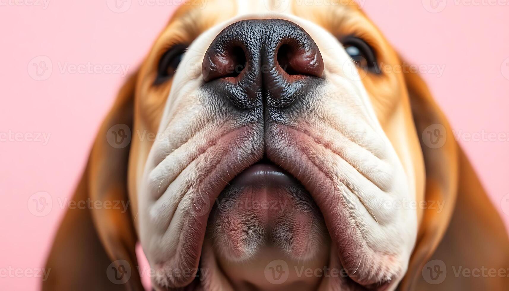 A close up of a dog's face with a pink background photo
