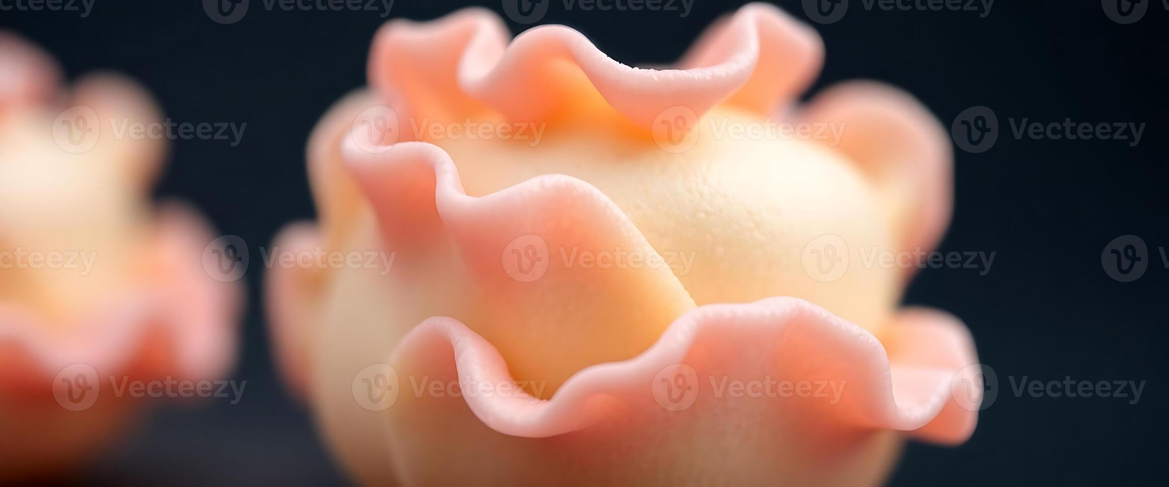 Two pink and white flowers are on a black background photo