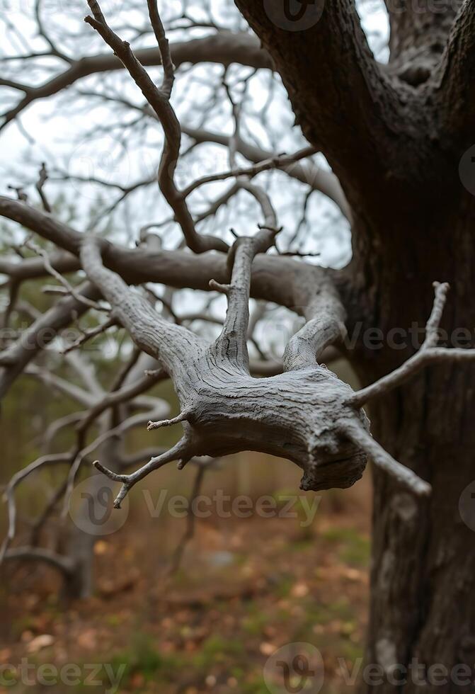 tree branch that has some kind of thing on it photo