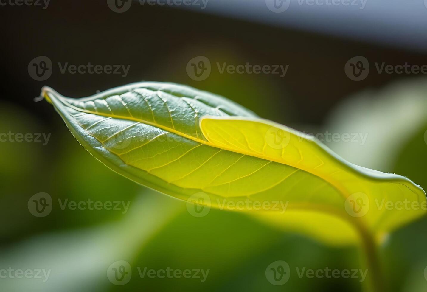 A close up of a green leaf with a blurry background photo