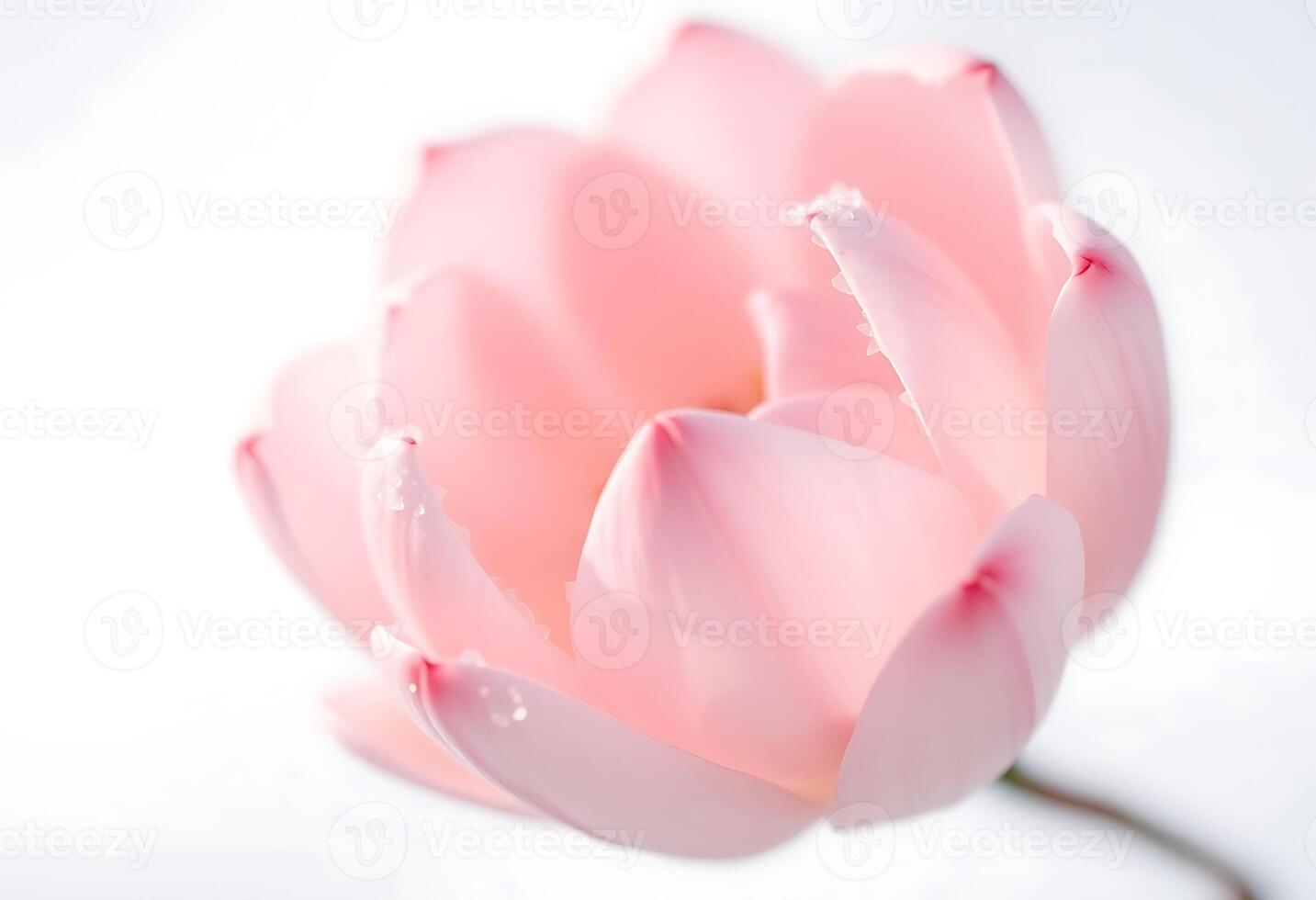 A pink lotus flower is shown in front of a white background photo