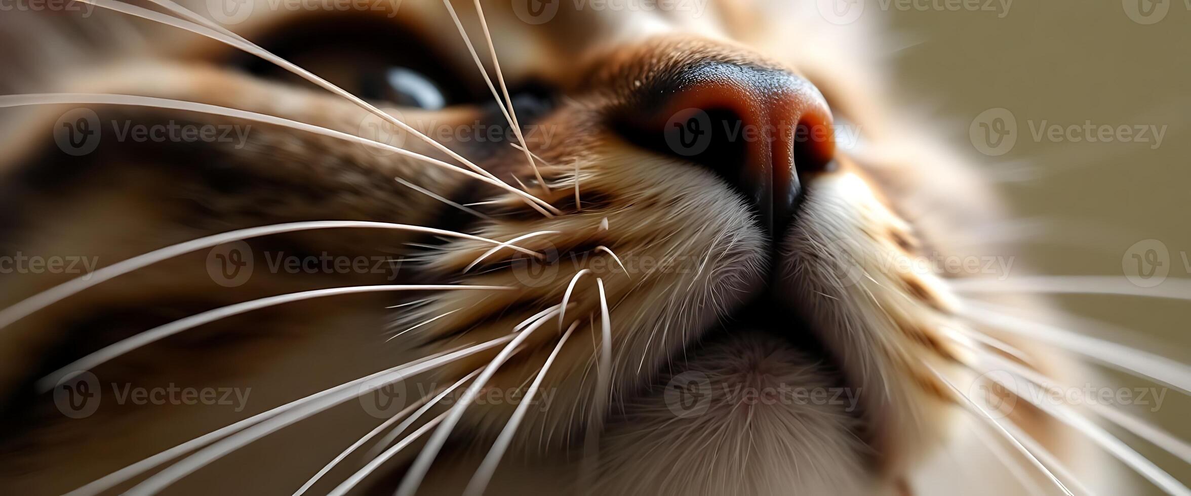 Close up of a cat's nose with long whiskers photo