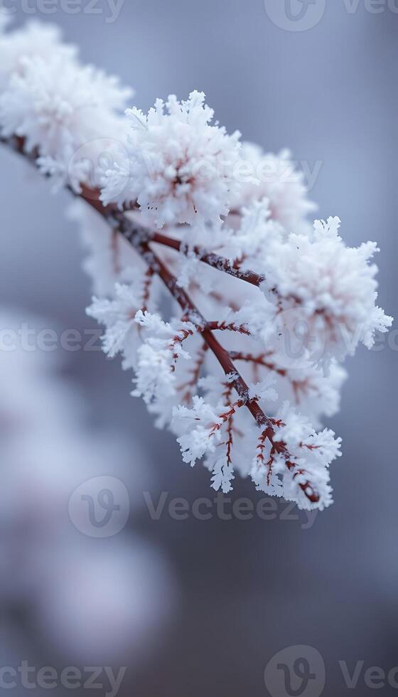 Frosty branches in the snow photo