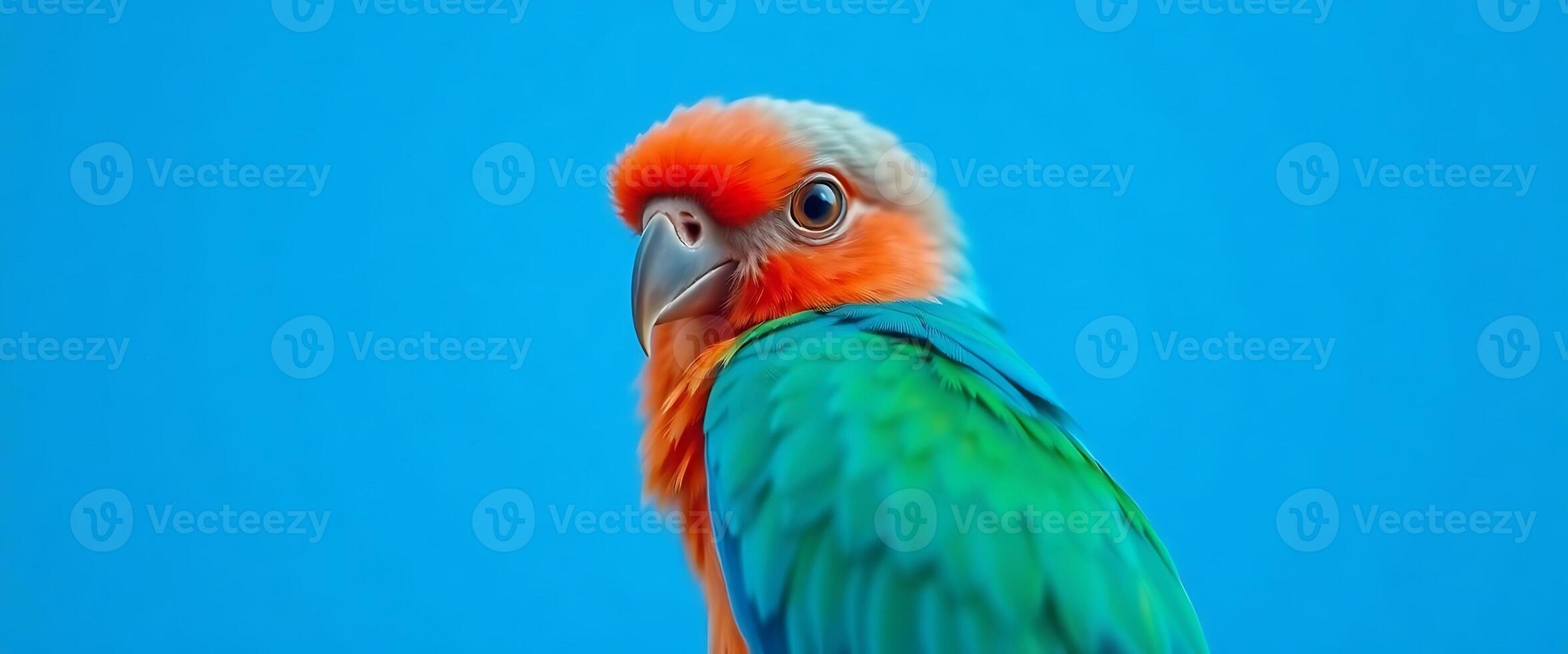 close up of a colorful bird with a blue background photo
