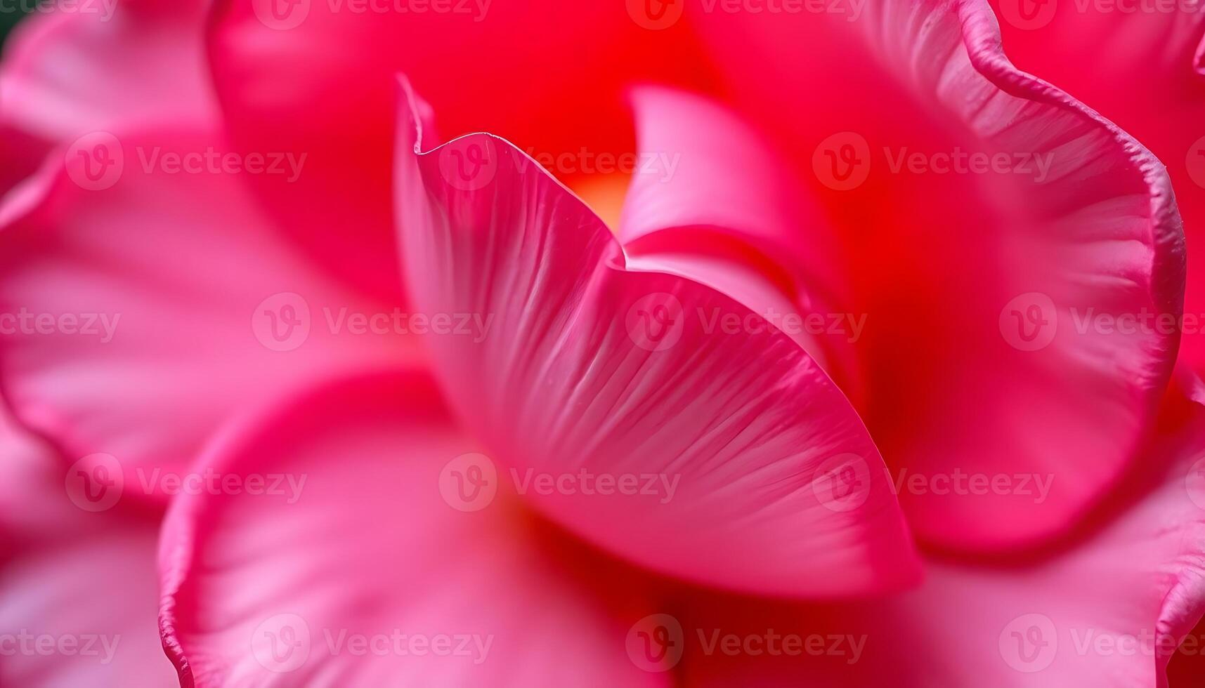 A close up of a pink rose flower photo