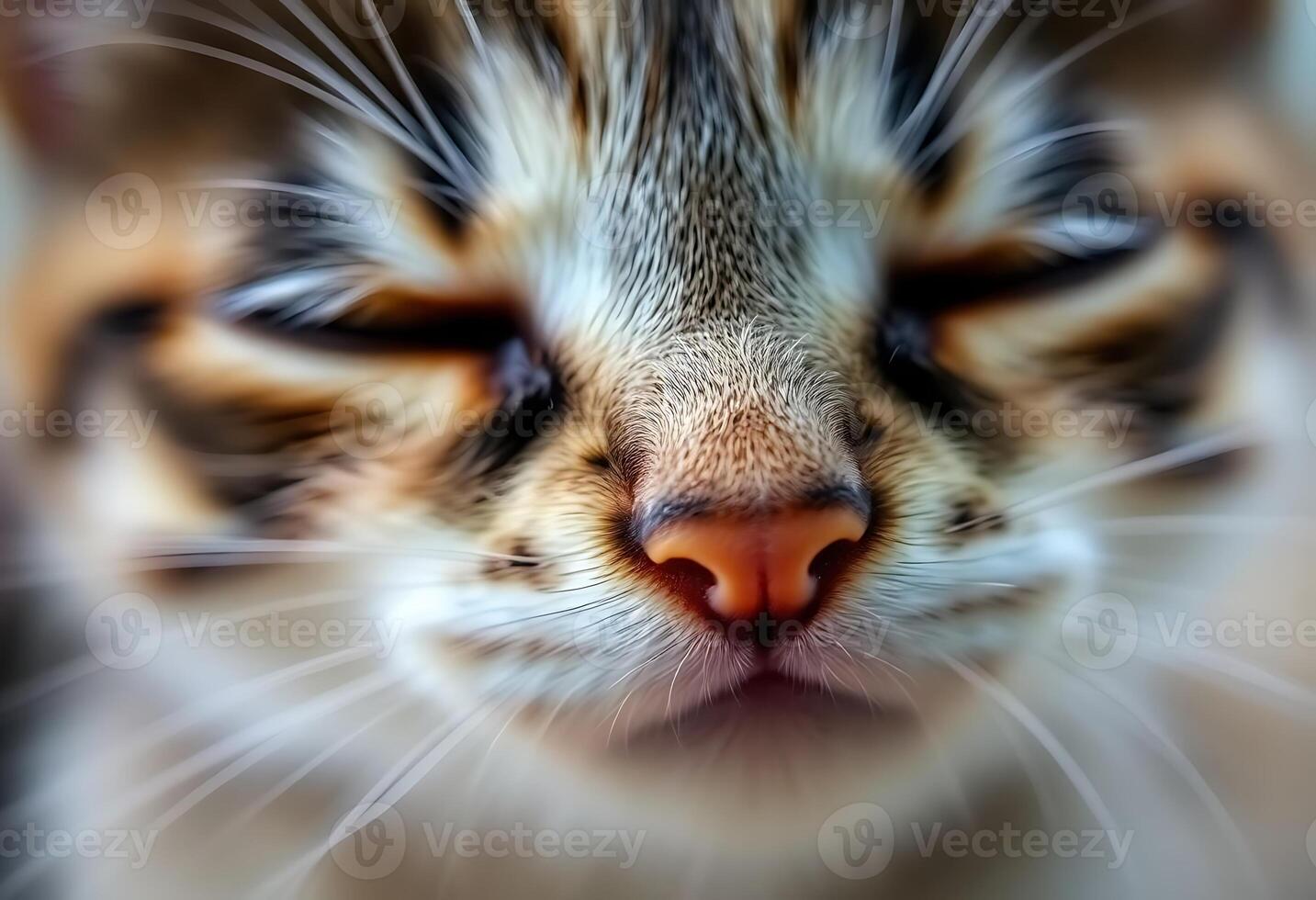 A close up of a cat's face with its eyes closed photo