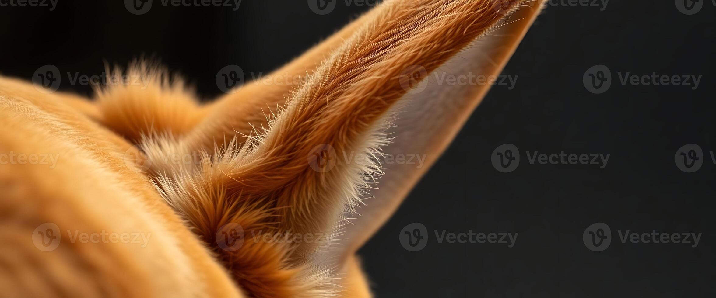 close up of a cat's head with a black background photo