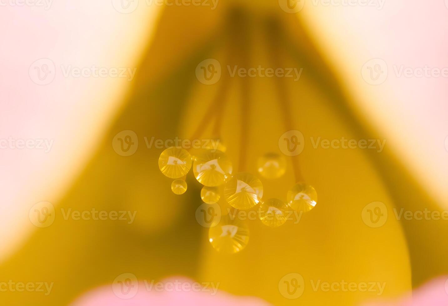 A close up of a yellow flower with water droplets photo