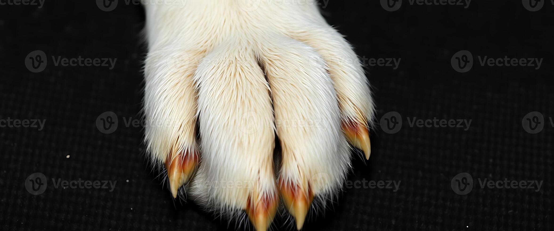 close up of a dog's paw with yellow tips photo