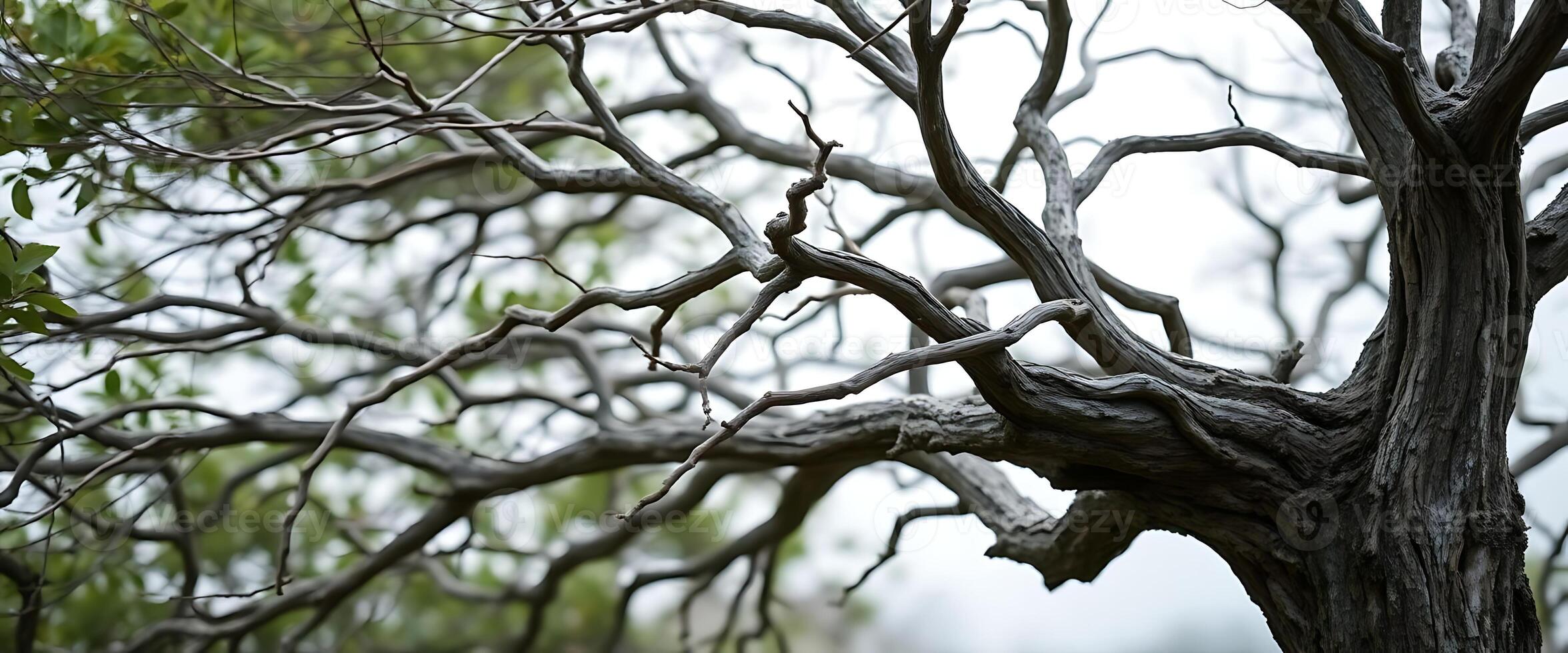 A tree with no leaves and branches photo