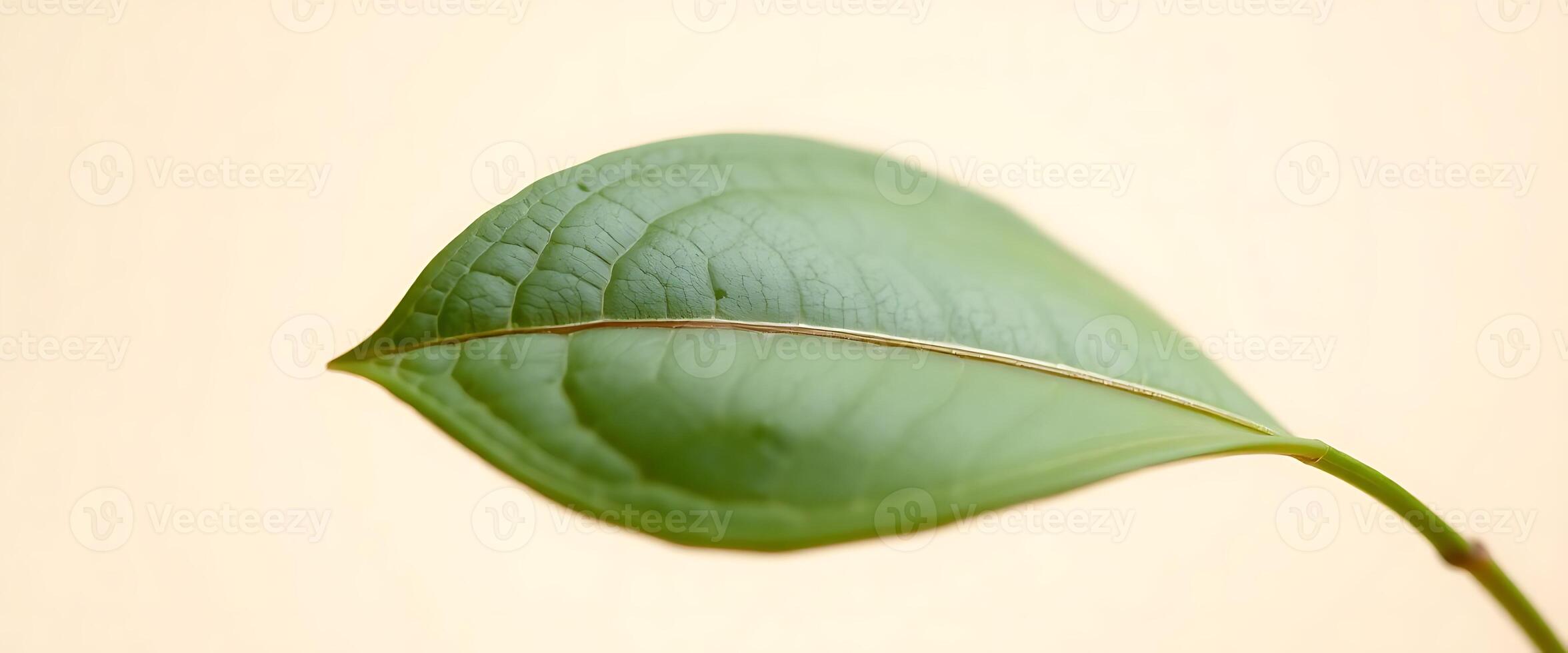 close up of a green leaf on a yellow background photo