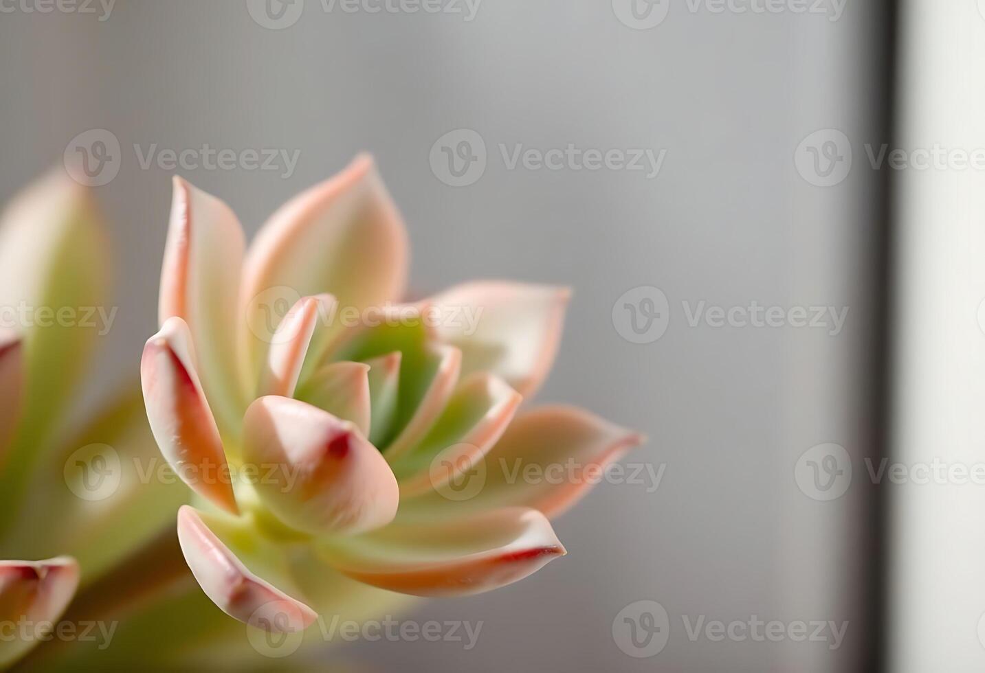 close up of a flower in a vase photo