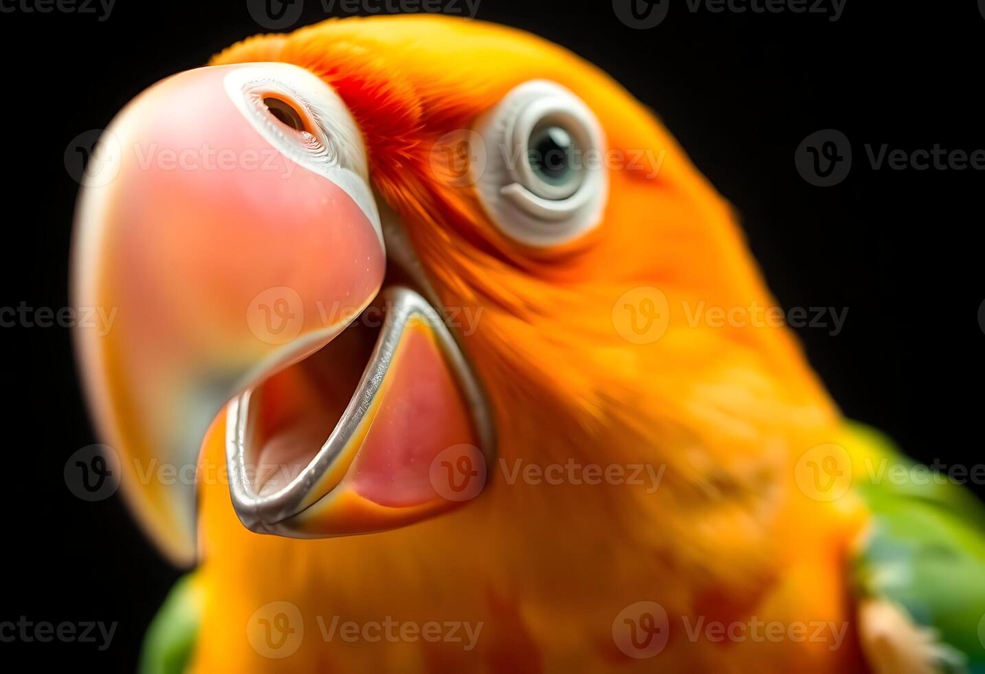 close up of a parrot with its mouth open photo