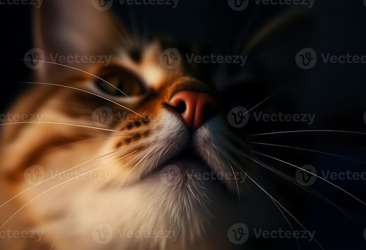 A close up of a cat's face with a dark background photo