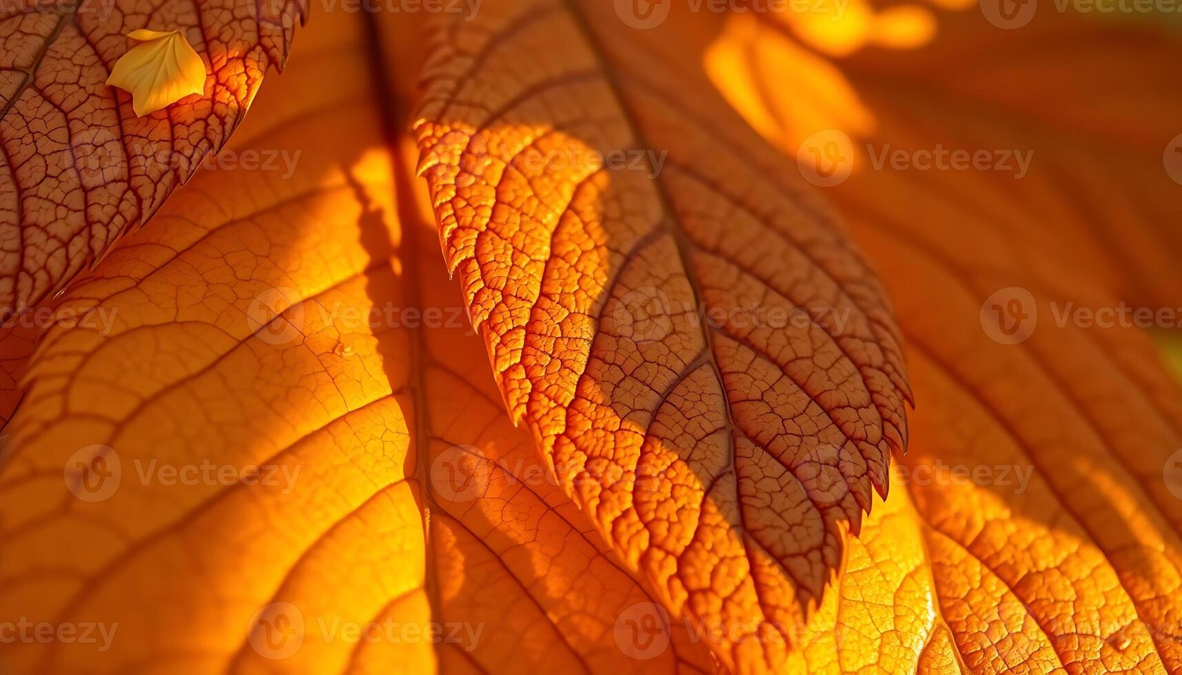 close up of a leaf with the sun shining on it photo