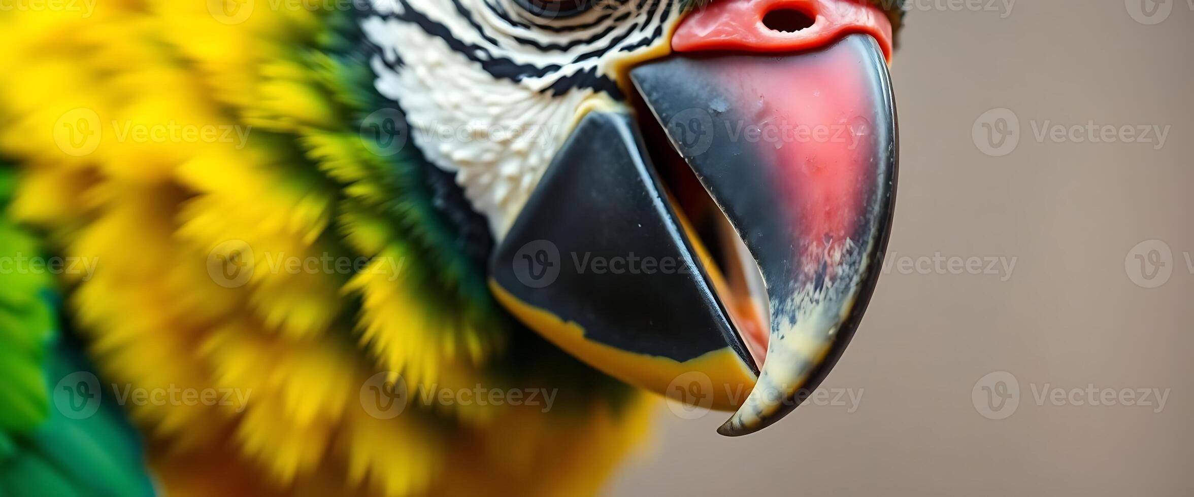 close up of a colorful bird with a red beak photo